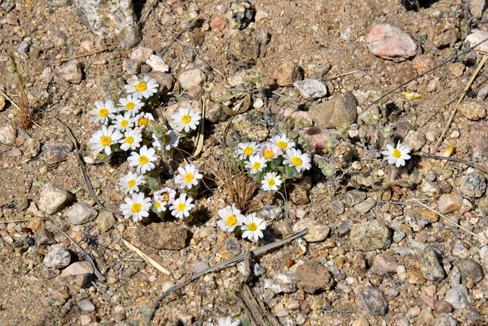 Daisy Desertstar prefers elevations from 1,500 to 5,000 feet (457-1,524 m). In North America there are only 2 species for genus Monoptilon. Monoptilon bellidiforme